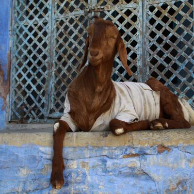 India goat Jodhpur blue city 