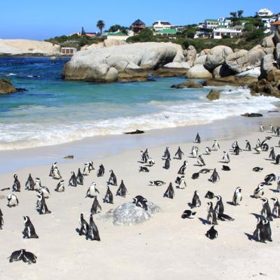 South Africa cape town peninsula penguins beach 