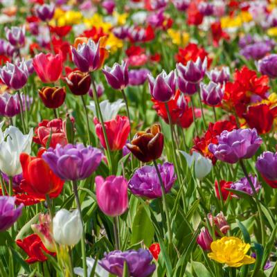 Holland tulips flowers Lisse bollenstreek noord holland