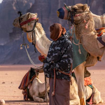 Jordan landscape wadi rum camels sunset mountains desert sand dunes  sunrise flowers