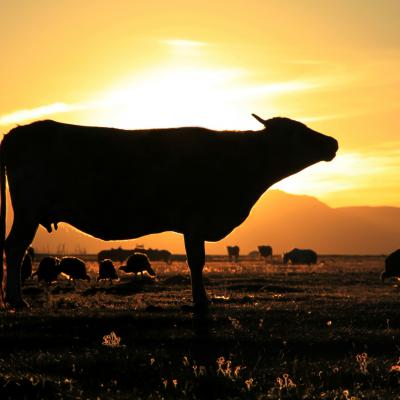 Kirgizstan Song kul lake sunset cow 