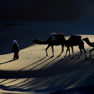Morocco Erg Chebbi Sahara camels