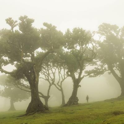 Madeira Fanal forest mist mood laural forest 
