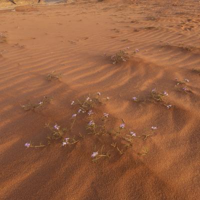 Jordan landscape wadi rum camels sunset mountains desert sand dunes  sunrise flowers