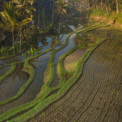 Tegalalang Bali rijstvelden rijstterrassen rice paddies sunrise palmtrees palmbomen 