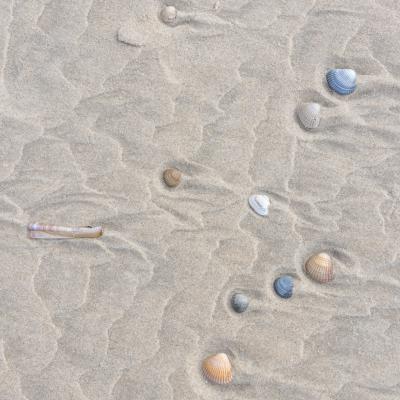 Holland Vlieland schelpen strand eiland shells beach pattern 