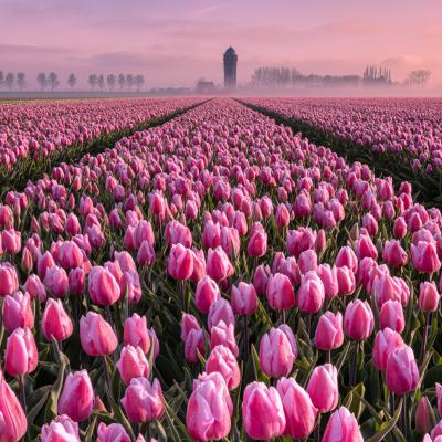  Goeree Overflakkee Tulpen Holland Netherlands tulips sunrise zonsopkomst Zuidzijde mist fog pink paars roze bomen eiland zon sun 